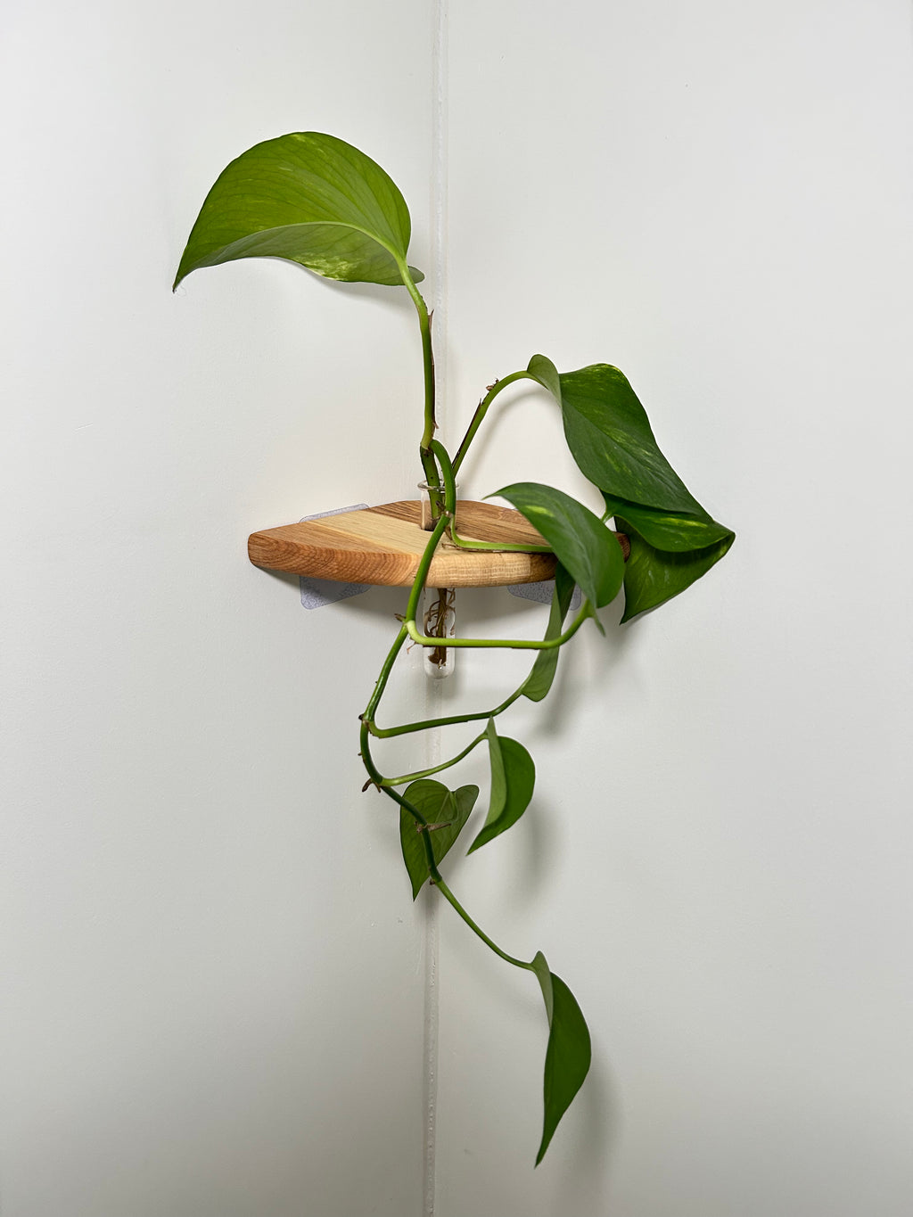 Rinco Corner Planter & Shelf – Decorate Overlooked Wall Corner