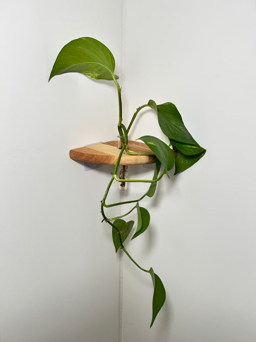 Rinco Corner Planter & Shelf – Decorate Overlooked Wall Corner
