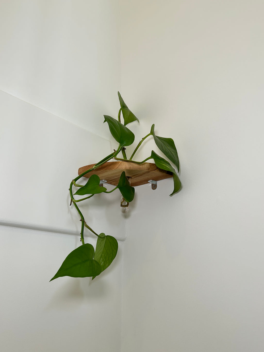 Rinco Corner Planter & Shelf – Decorate Overlooked Wall Corner