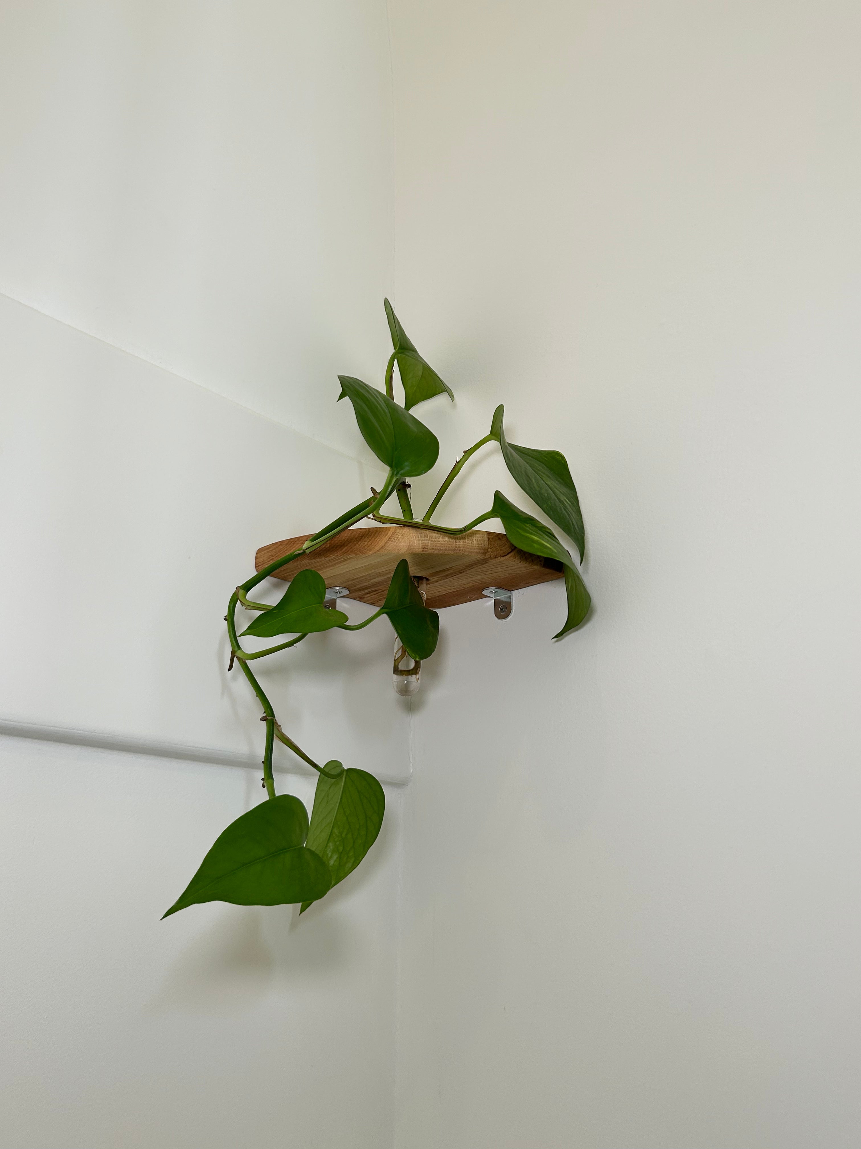 Rinco Corner Planter & Shelf – Decorate Overlooked Wall Corner